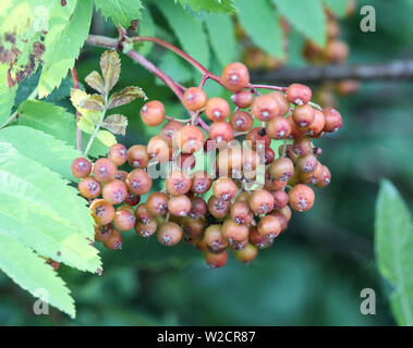 In der Nähe von wilden Beeren hängen an einen Baum von Sorbus aucuparia, die gemeinhin als Rowan und Mountain Ash Stockfoto