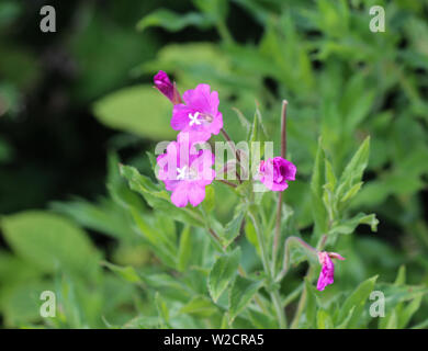 Nahaufnahme der Epilobium hirsutum, allgemein bekannt als die große Weidenröschen, grossen haarigen Weidenröschen oder behaart Weidenröschen, blühen in den Wald Stockfoto