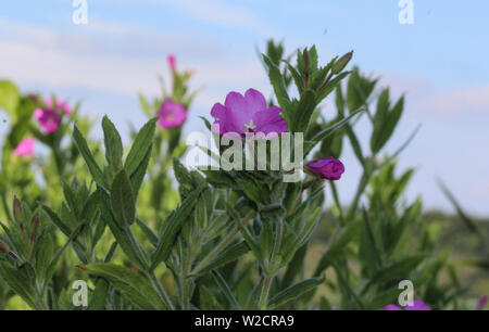 Nahaufnahme der Epilobium hirsutum, allgemein bekannt als die große Weidenröschen, grossen haarigen Weidenröschen oder behaart Weidenröschen, blühen in den Wald Stockfoto