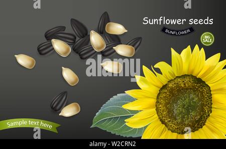 Sonnenblumenkerne Vektor realistisch. Darkl Hintergrund. 3D-Darstellung Stock Vektor