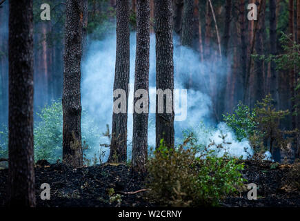 Alt Jabel, Deutschland. 08 Juli, 2019. Rauch steigt aus einem glühenden Nest im Wald auf dem ehemaligen Truppenübungsplatz. Eine Woche nach dem Ausbruch der verheerenden Waldbrand in der Nähe von Lübtheen im südwestlichen Mecklenburg, die Flammen in der Gegend, die stark mit Munition verunreinigt, haben gelöscht, nach dem Befehl. Auf einer Fläche von etwa 500 Hektar, es gibt noch glühende Nester im Boden, sind genau zu beachten. Insgesamt 1.200 Hektar Wald waren betroffen. Credit: Jens Büttner/dpa-Zentralbild/dpa/Alamy leben Nachrichten Stockfoto