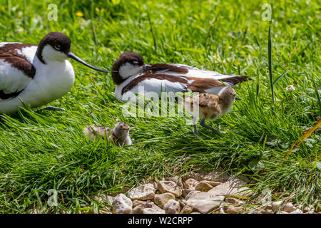 Brandente in Slimbridge Stockfoto