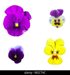 Lila und Gelb Stiefmütterchen Blumen auf weißem Hintergrund. Bunte Viola tricolor Sammlung blühen Symbol Stockfoto