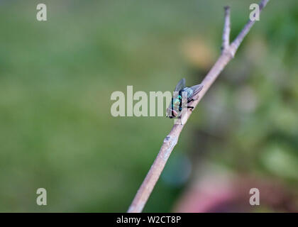 Eine lebendige Metallic Grün Flasche Fliegen (Lucilia sericata) ruht auf einem Zweig. Stockfoto