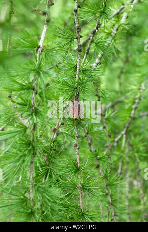 Lärche Baum mit kleinen Kegel in leichte Feder Wald Stockfoto