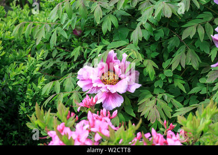 Green Bush mit großen rosa Blume Paeonia rockii ('s Rock Pfingstrose). Baumpäonie wachsen in spring garden Stockfoto