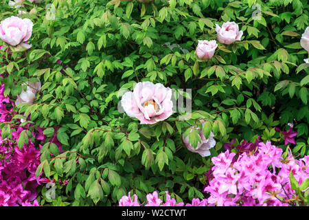 Green Bush mit großen rosa Blumen Paeonia rockii ('s Rock Pfingstrose). Baumpäonie wachsen in spring garden Stockfoto