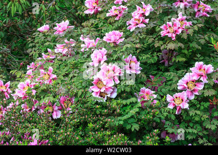 Green Bush mit großen rosa Blumen Paeonia rockii ('s Rock Pfingstrose). Baumpäonie wachsen in spring garden Stockfoto