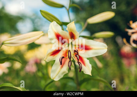 Weiß und Rot orientalische hybriden Lilien. Strauß mit frischen Blumen im Sommer Garten wachsen. Gartenarbeit Konzept Stockfoto