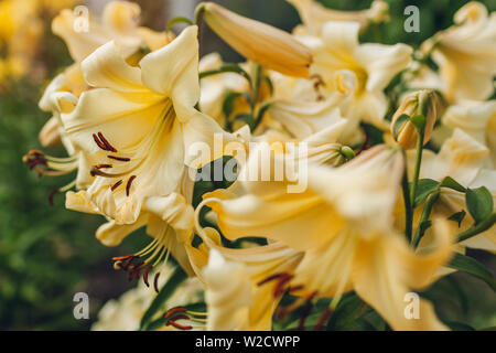 Gelbe Trompete aurelian Lilien. Strauß mit frischen Blumen im Sommer Garten wachsen. Gartenarbeit Konzept Stockfoto