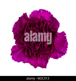 Nahaufnahme von fuchsia rosa Nelke Blume in voller Blüte Stockfoto