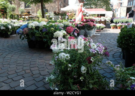 Blumenmarkt in Bremen, Deutschland Stockfoto