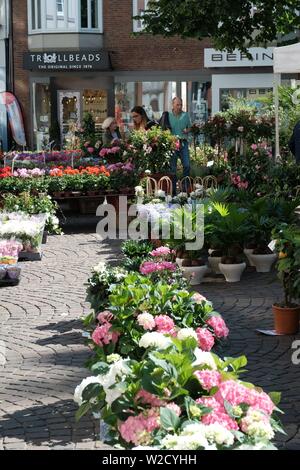 Blumenmarkt in Bremen, Deutschland Stockfoto