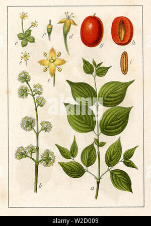 Carneol Kirsche (Cornus Mas) Cornus Mas, (Botanik Buch, 1904) Stockfoto