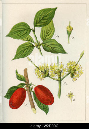 Carneol Kirsche (Cornus Mas), (Garten Buch, 1896) Stockfoto