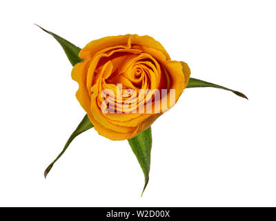 Nahaufnahme Blick von oben auf die orange Rose Blume. Auf einem weißen Hintergrund. Stockfoto