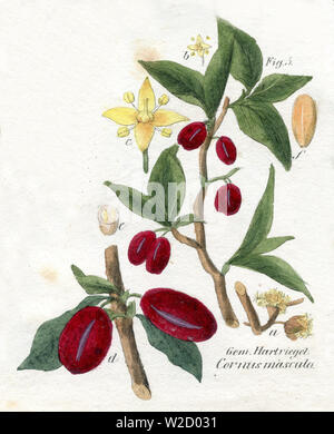 Carneol Kirsche (Cornus Mas), (Botanik Buch, 1850) Stockfoto