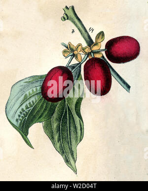 Carneol Kirsche (Cornus Mas), (Botanik Buch) Stockfoto