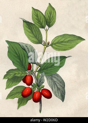 Carneol Kirsche (Cornus Mas), (Botanik Buch, 1879) Stockfoto