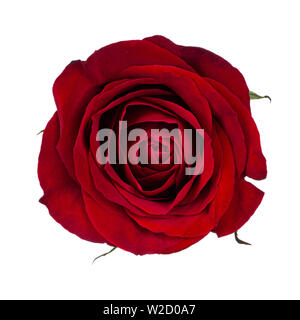 Nahaufnahme Blick von oben auf die orange Rose Blume. Auf einem weißen Hintergrund. Stockfoto