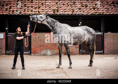 Stephanie Callen Der redwings Horse Sanctuary in Hampton, Norfolk mit pensionierten Rennpferd, "Nobby" mit ihrem Apple iPhone die Klänge der Pferde für ein Projekt ein Archiv für die Verwendung in Filmen, Radio und TV zu erstellen. Inspiriert durch die ÒWilhelm ScreamÓ C der Sound Effekt einer horseÕs wiehern, dass ein Witz in Hollywood geworden ist, die sich in Filmen von Star Wars bis Indiana Jones zu Disney Filme und mehr C zwei Unternehmen verwendet worden, haben sich zusammengetan, um ihn zu ersetzen. Soziales Netzwerk und app Equilab und Sound Library De Wolfe Musik, Sound für Filme wie Brokeback Mountain und Ame geliefert hat Stockfoto