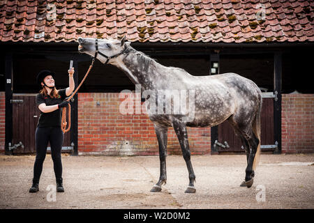 Stephanie Callen Der redwings Horse Sanctuary in Hampton, Norfolk mit pensionierten Rennpferd, "Nobby" mit ihrem Apple iPhone die Klänge der Pferde für ein Projekt ein Archiv für die Verwendung in Filmen, Radio und TV zu erstellen. Inspiriert durch die ÒWilhelm ScreamÓ C der Sound Effekt einer horseÕs wiehern, dass ein Witz in Hollywood geworden ist, die sich in Filmen von Star Wars bis Indiana Jones zu Disney Filme und mehr C zwei Unternehmen verwendet worden, haben sich zusammengetan, um ihn zu ersetzen. Soziales Netzwerk und app Equilab und Sound Library De Wolfe Musik, Sound für Filme wie Brokeback Mountain und Ame geliefert hat Stockfoto