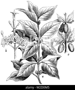 Carneol Kirsche (Cornus Mas),, (Enzyklopädie, 1893) Stockfoto