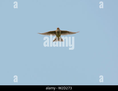 Skylark, Alauda arvensis, ein Vogel im Flug, Fleetwood, Lancashire, Großbritannien Stockfoto