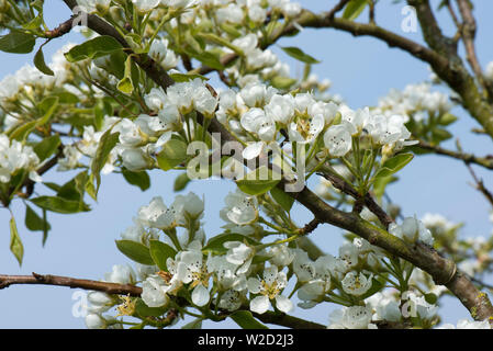 Blühen auf ein Obstgarten Pear Tree gegen den blauen Himmel im Frühjahr, die grünen Blätter gerade in der Entwicklung befinden, Berkshire, April Stockfoto