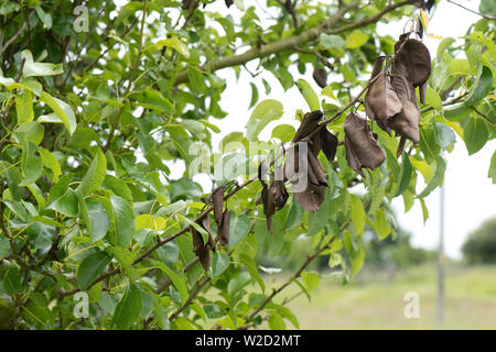Nectria, Neonectria ditissima Pear canker, Läsionen und Tote braune Blätter an eine Birne Zweig, Berkshire, Juni Stockfoto