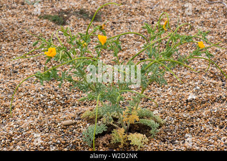 Gelben gehörnten Mohn oder hornpoppy, Glaucium Flavum, Anlagen mit Blumen und langen SAMENKAPSELN am Chesil Beach, Juni Stockfoto
