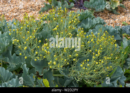Sea Kale, Crambe maritima, halophtic cabbagee Pflanze Aussaat auf Chesil Beach, Dorset, Juni Stockfoto