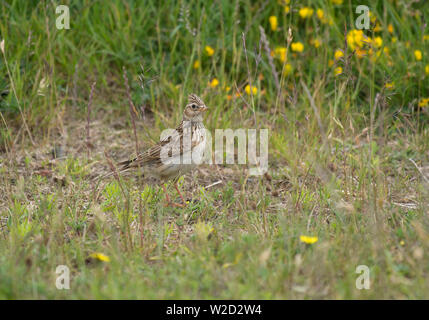 Skylark, Alauda arvensis, Vogel, im Gras, Fleetwood, Lancashire getarnt, Großbritannien Stockfoto