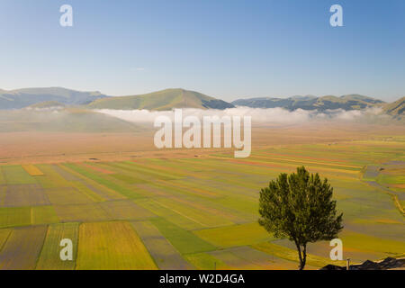 Berautiful Ansicht eines isolierten Baum über die castelluccio Di Norcia (Umbrien, Italien) Pian Grande Stockfoto