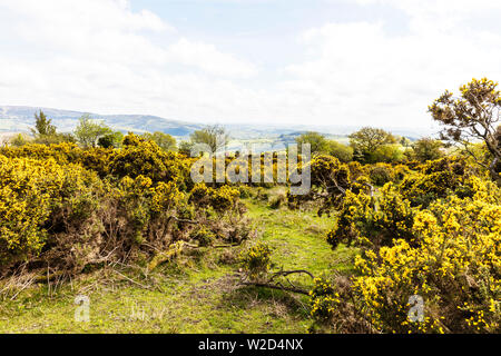 Gorse blumen Dartmoor Devon ENGLAND, dartmoor gelbe Blumen, gelbe Ginster Blumen auf Dartmoor, gemeinsame Gorse, Ulex europaeus, Dartmoor Ginster, Stechginster, Stockfoto