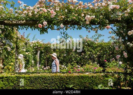 David Austin Roses, Menschen kaufen rose Pflanzen. Stockfoto