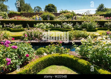 David Austin Roses, Menschen kaufen rose Pflanzen. Stockfoto