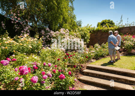 David Austin Roses, Menschen kaufen rose Pflanzen. Stockfoto