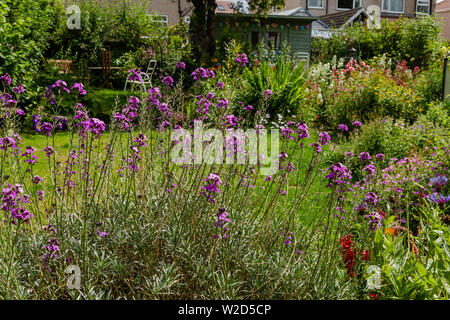 Lila blühende Wandblumen in einer herbstlichen Grenze, die einen Rasen in einem kleinen Garten umgeben. Stockfoto