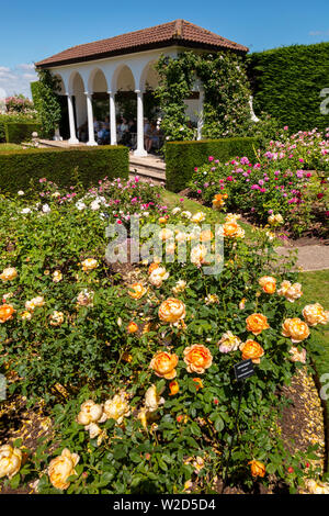 David Austin Roses, Menschen kaufen rose Pflanzen. Stockfoto