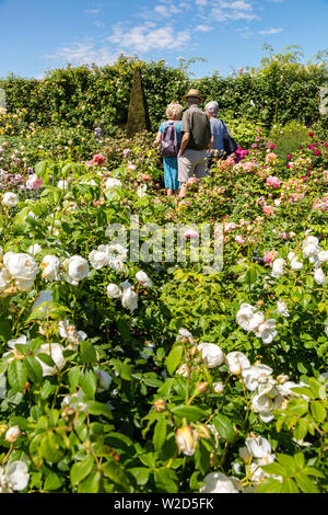 David Austin Roses, Menschen kaufen rose Pflanzen. Stockfoto