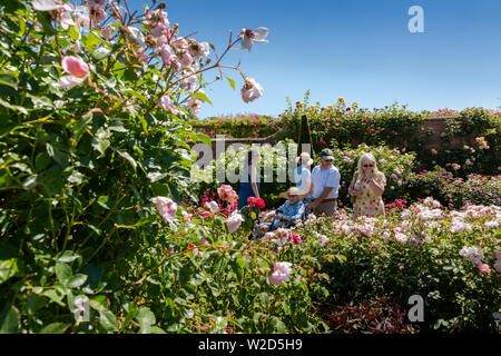 David Austin Roses, Menschen kaufen rose Pflanzen. Stockfoto