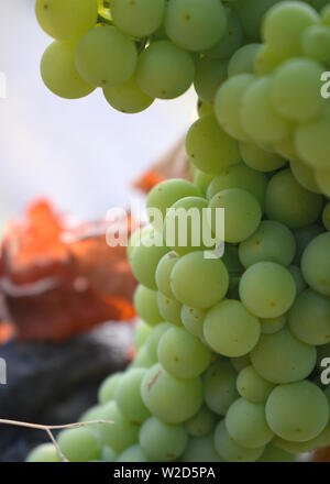 Natürliche Trauben mit roten Blättern. Close-up Natürliche erschossen. Grüne und rote Farben. Stockfoto