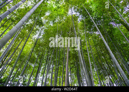 Schönen japanischen Bambus Wald im Sommer Tag im Botanischen Garten. Stockfoto