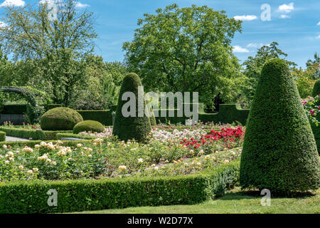 Bunte formalen Rosengarten in voller Blüte mit getrimmt Büsche und Hecken Stockfoto