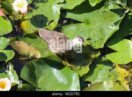 Nahaufnahme der Wasserralle (Rallus Aquaticus) Vogel zwischen den Seerosen im See Stockfoto