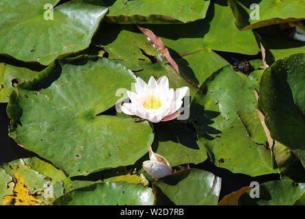 Nahaufnahme von Nymphaea alba, auch als Die Weiße Seerose oder weiß Wasser bekannt Rose Stockfoto