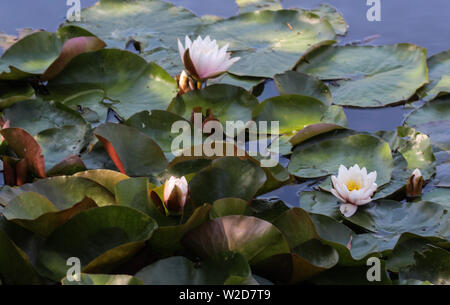 Nahaufnahme von Nymphaea alba, auch als Die Weiße Seerose oder weiß Wasser bekannt Rose Stockfoto