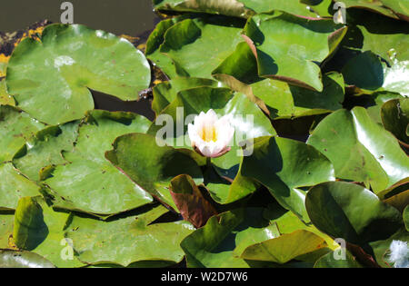 Nahaufnahme von Nymphaea alba, auch als Die Weiße Seerose oder weiß Wasser bekannt Rose Stockfoto