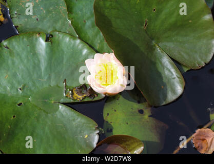 Nahaufnahme von Nymphaea alba, auch als Die Weiße Seerose oder weiß Wasser bekannt Rose Stockfoto